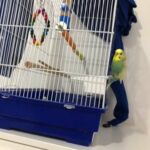 budgie for sale