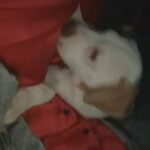 American bulldog puppy’s 13 weeks on Friday