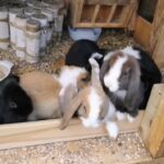 Gorgeous Mini Lops