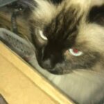 Beautiful Ragdoll kittens - only 4 remaining