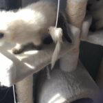 Gorgeous ragdoll male kittens ? #pay in instalments