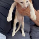 peterbald