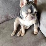 french bulldog isabella carrier