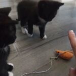 Russian blue cross kittens