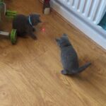 2 adorable BLUE BSH left, Tica Reg, 9 weeks+ old
