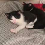 tuxedo kittens