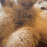 3 ragdoll kittens