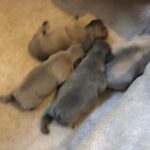 french bulldogs