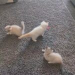 ragdoll kittens 2 left in London