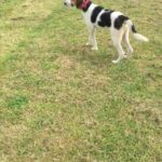 beagle dog for sale