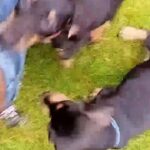 duchshunds puppis