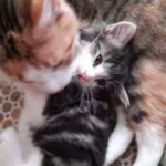 Male Fluffy Kitten For Sale Bradford