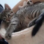 Kittens for sale bradford