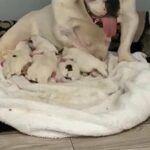 English bull Dog for Sale