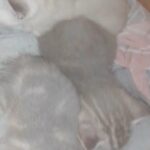 British short hair kittens