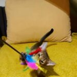 Abyssinian kitten