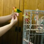 love bird and cage for sale