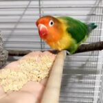 Fischer lovebird with cage