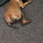 Mali pups
