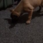 Belgian Malinois Pups ready now