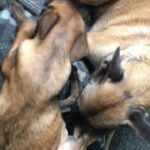 Belgian Malinois boy in Manchester
