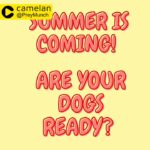 Dog suncream