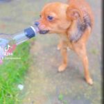 Posh Pooch Wine