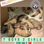 Alaskan Malamute cross Siberian Husky Pups