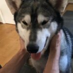 Alaskan Malamute/ Husky for Stud