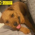 lakeland terrier female