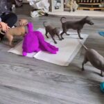 Italian greyhound