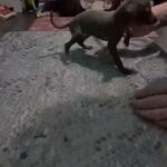 Italian greyhounds