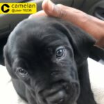Adopt a puppy