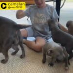 Litter Alert