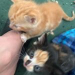 beautiful kittens