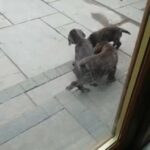 cocker spaniels