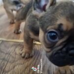 Fawn black  mask  french bulldog