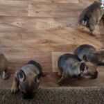 Fawn black   mask french  bulldog