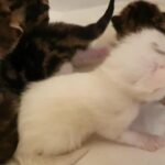 beautiful litter of kittens raised in family home