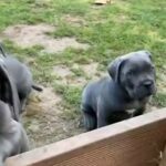cane corso pups