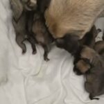 PUG PUPPIES