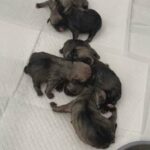 PUG PUPPIES