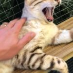 bengal cat tica registered