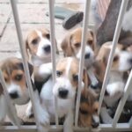 Beagle
