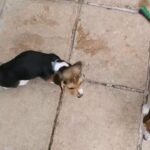 Beagele