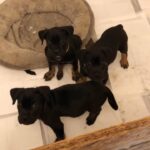 cane corso puppies