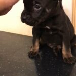 cane corso pups