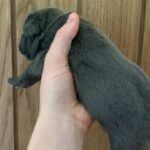french bulldogs for sale