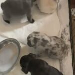 french bulldogs for sale