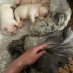 french bulldogs for sale